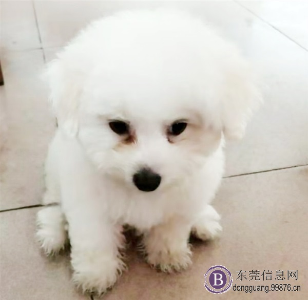 四个月大的比熊犬